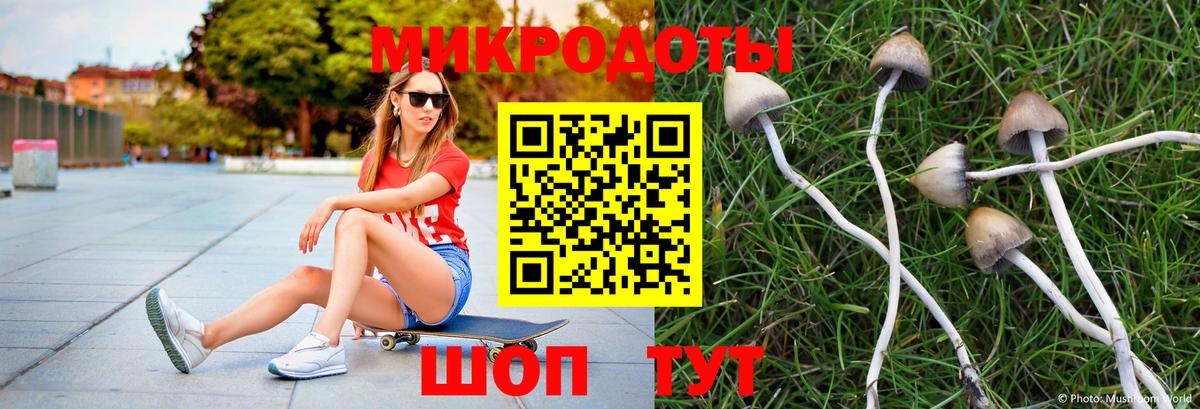 Псилоцибиновые грибы Psilocybe Вольск